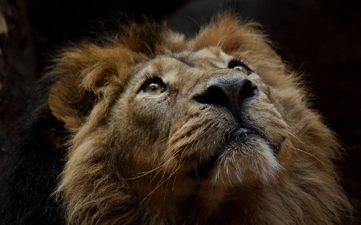 Animals in Children's Books