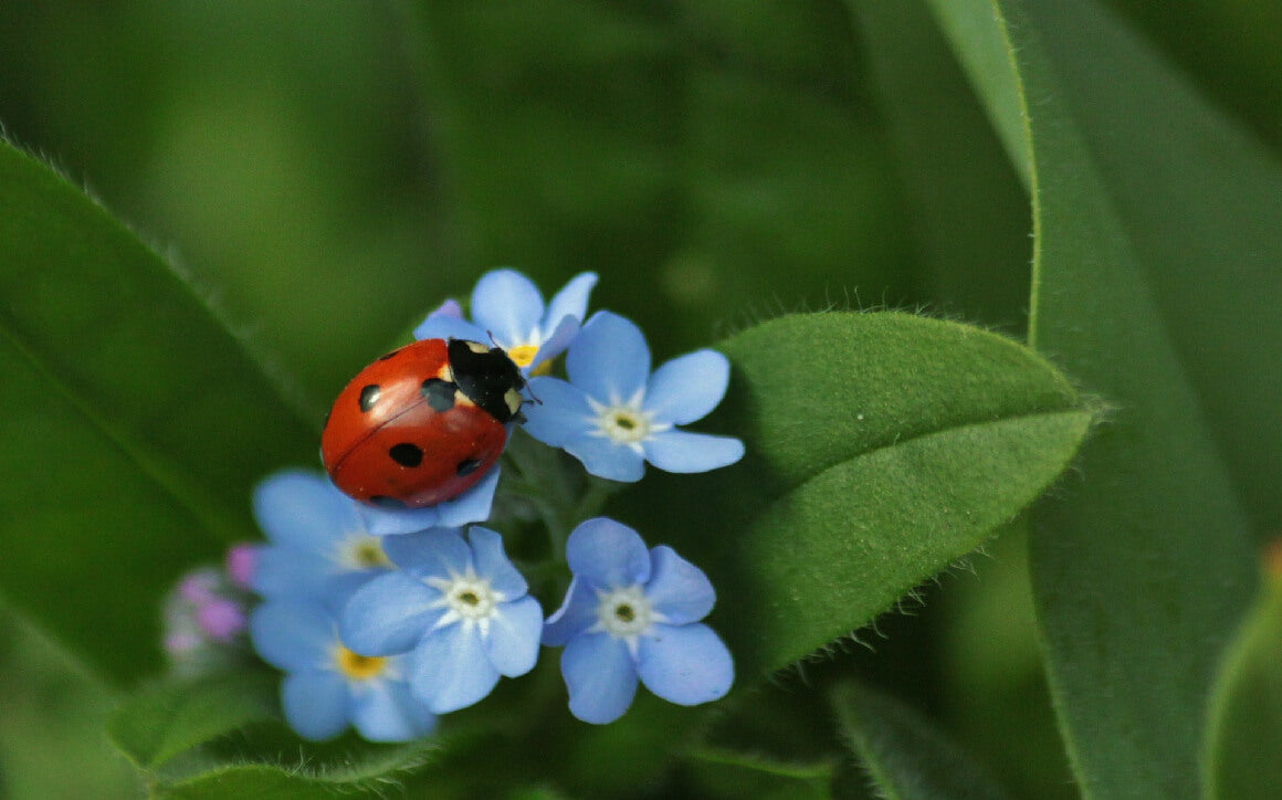 Fun Facts about Spring & Summer Flowers