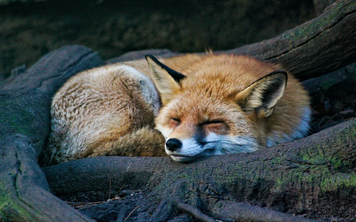 Fox Characters in Stories