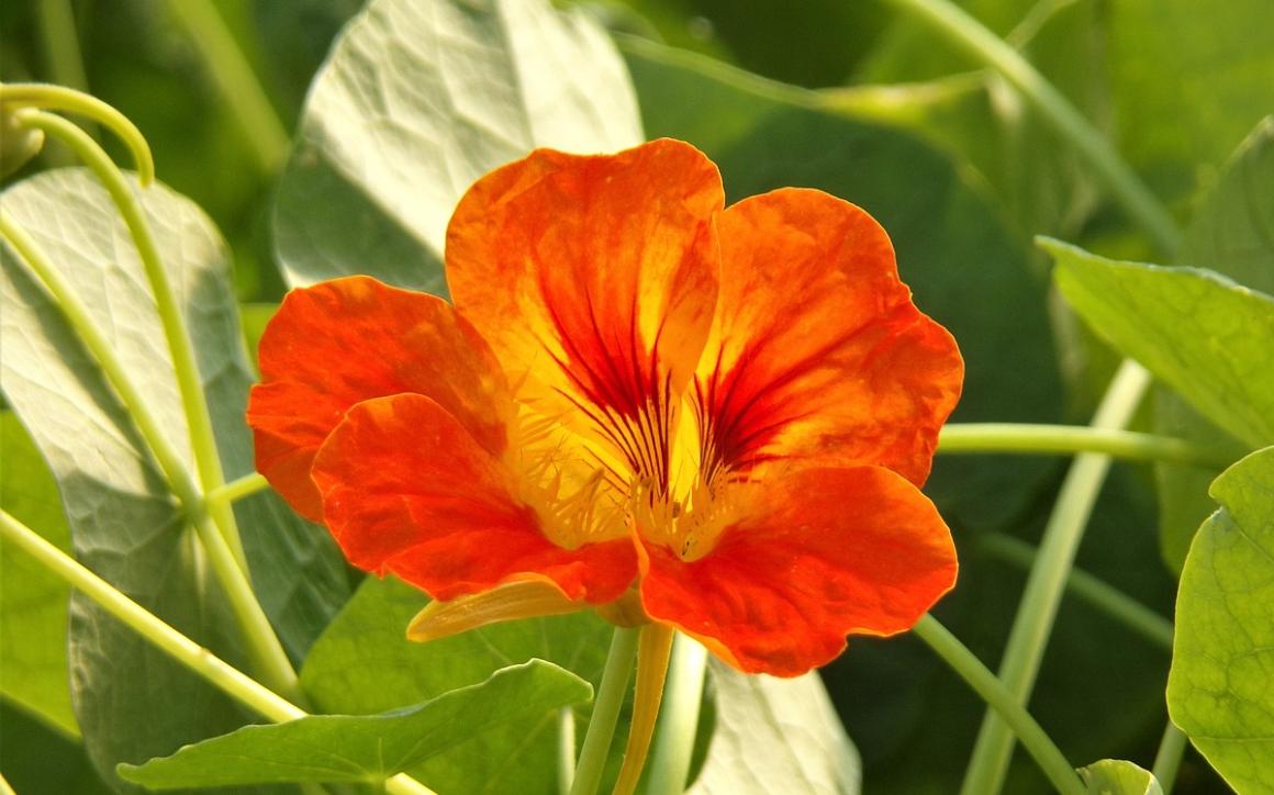 Growing Nasturtiums