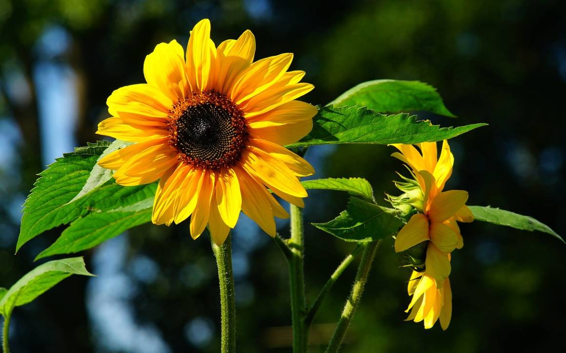 Growing Sunflowers
