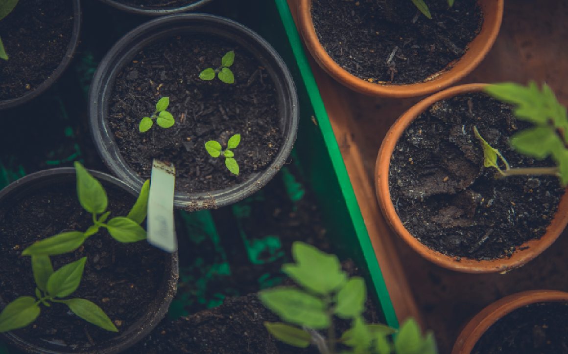 A Year of growing Vegetables, Flowers and Herbs