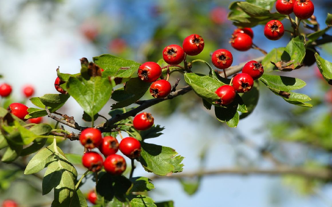 Fun Facts about Nature for every Month of the Year