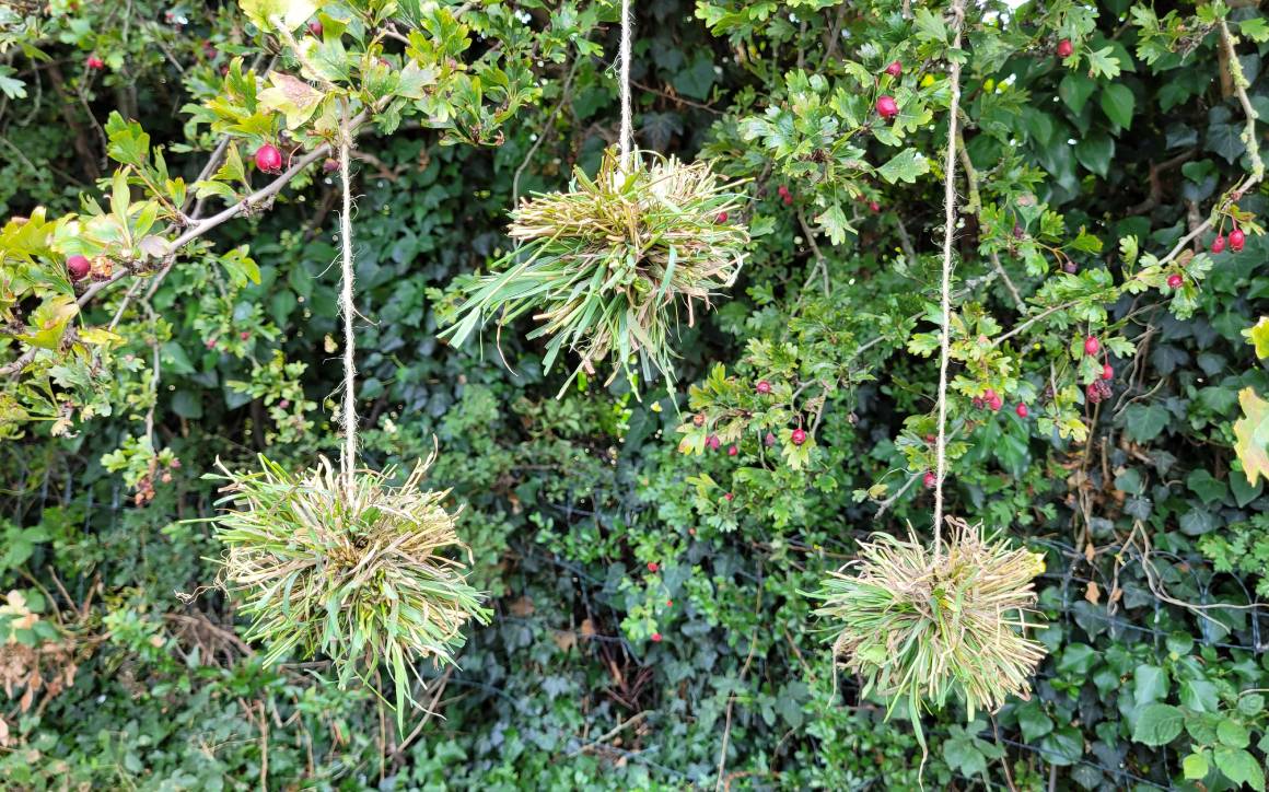 Nature Pom Poms