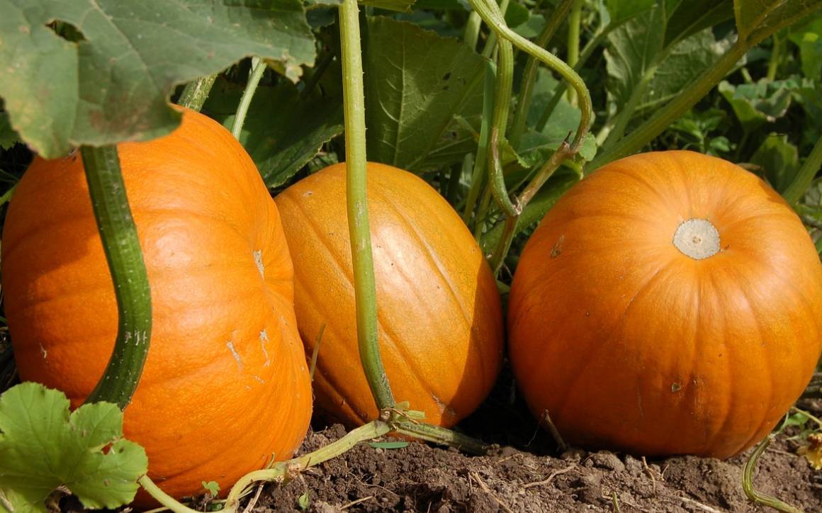 Growing Vegetables with a Fairytale Theme