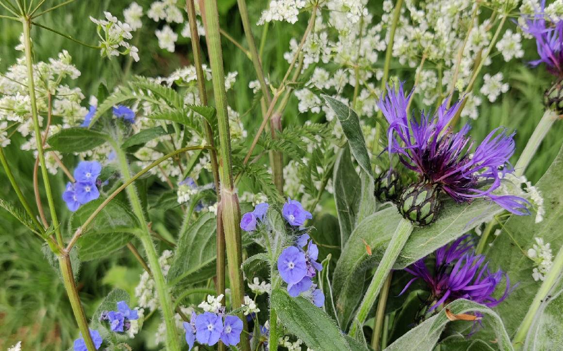 Learn about Spring & Summer Flowers
