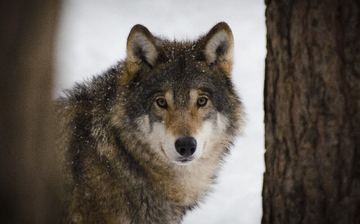 Wolf Characters in Stories