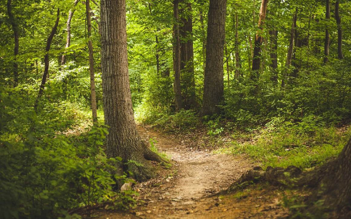 The Wonders of Woodland Walks for Children